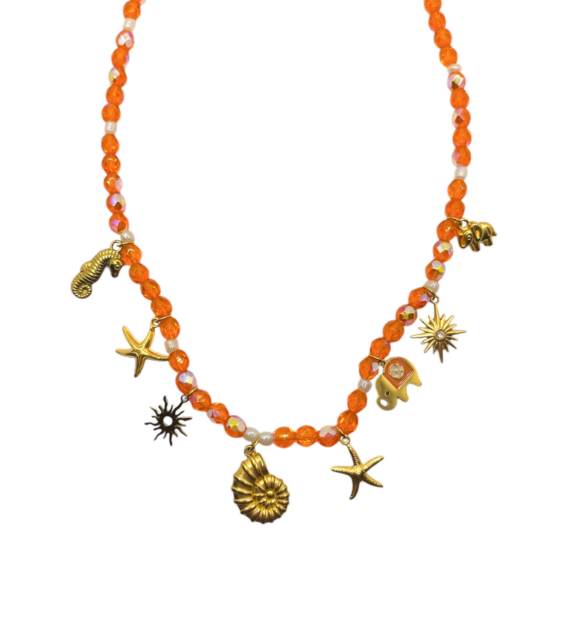 Coquillages les precieuses